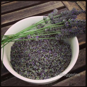 Lavendel verarbeiten Rezepte für Lavendel