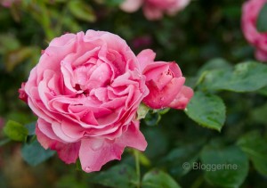englische Strauchrose english rose