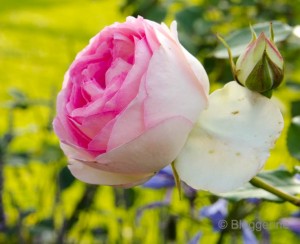 Romantische Rose romantic rose