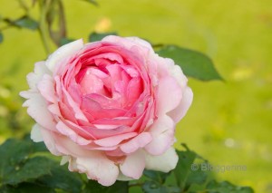 Romantische Rose romantic rose
