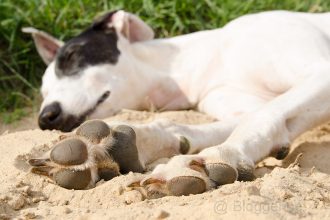 Galgo, Galgo espanol, Galgo Español, spanischer Windhund, Sichthund, Hund