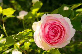 Rosen, Kletterrosen, englische Rosen, Pfingstrosen, pink, gelb, weiß, rosa, Kletterose, Ramblerrose, lila, Dauerblüher, Garten