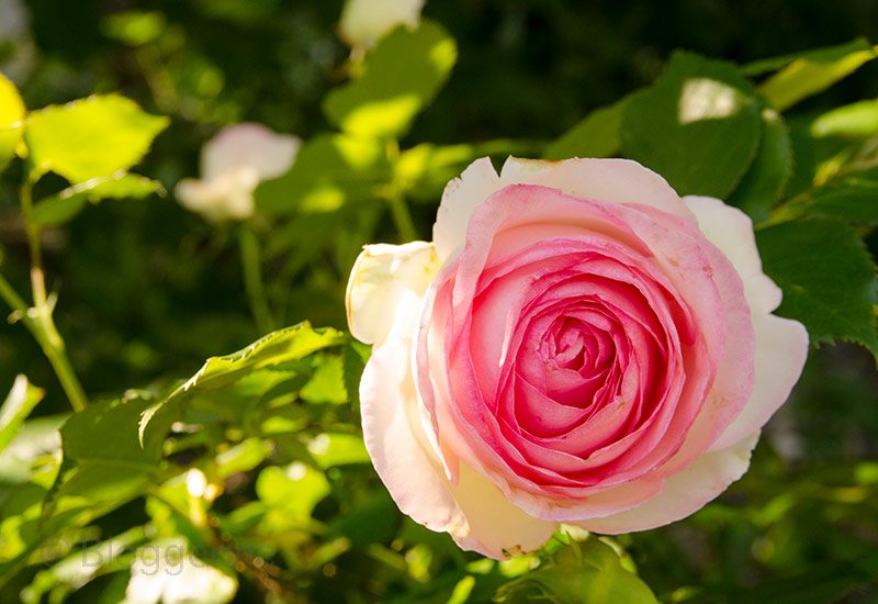 Rosen, Kletterrosen, englische Rosen, Pfingstrosen, pink, gelb, weiß, rosa, Kletterose, Ramblerrose, lila, Dauerblüher, Garten