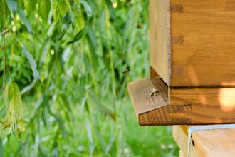 imkern, natürlich imkern, Bienen, Dadant, Beute, Bienenvolk, Pollencrew, Biene, Bienenkiste