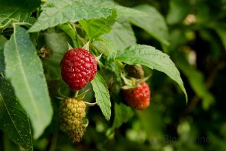 Himbeeren, Himbeerpflanze, Obst, Gemüsegarten, Naschgarten, selber anbauen, ernten, HImbeerernte, Joghurt