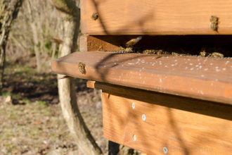 Bienen, Bienenhaltung, Hobbyimker, Frühling, Blüten, erster Flug, Bienenbeute