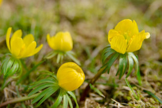 Frühling, Frühjahr, Frühlingsblüher, Blumenzwiebeln, Garten, Blume, Winterling