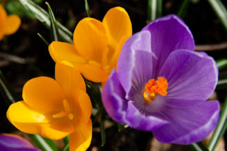 Frühling, Frühjahr, Frühlingsblüher, Blumenzwiebeln, Garten, Blume, Krokus, Krokusse