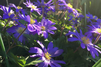 Garten, Frühling, Anemone, lila, Abendsonne, Frühlingsblüher, Blume