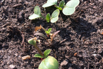 Gemüsegarten, Garten, Selbstversorger, Gemüse, Frühjahr, Fruchwechsel, Samen, ansäen, Radieschen, rudi