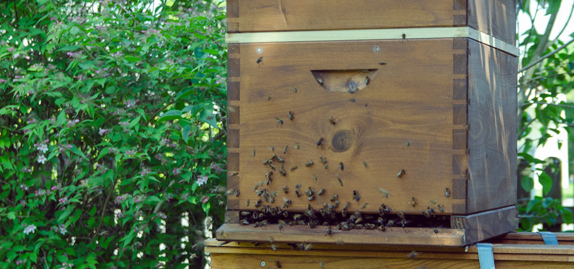 Biene, der Bien, Drohne, Hochzeitsflug, Dadant, Bienenbeute