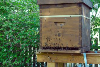 Biene, der Bien, Drohne, Hochzeitsflug, Dadant, Bienenbeute