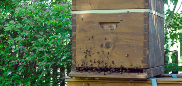 Biene, der Bien, Drohne, Hochzeitsflug, Dadant, Bienenbeute