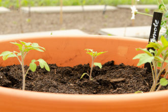 Tomaten, Tomaten selber ziehen, Anzucht, alte Sorte, Freilandtomate, Golden Currant, Biosaatgut, Wildtomate, Gemüsegarten, Selbstversorger