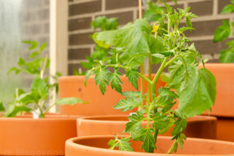 Tomatenhaus selber bauen, Selbstversorger, Tomate, Zucchini, Aubergine, Paprika, Pepperoni, Gewächshaus, diy, recycling