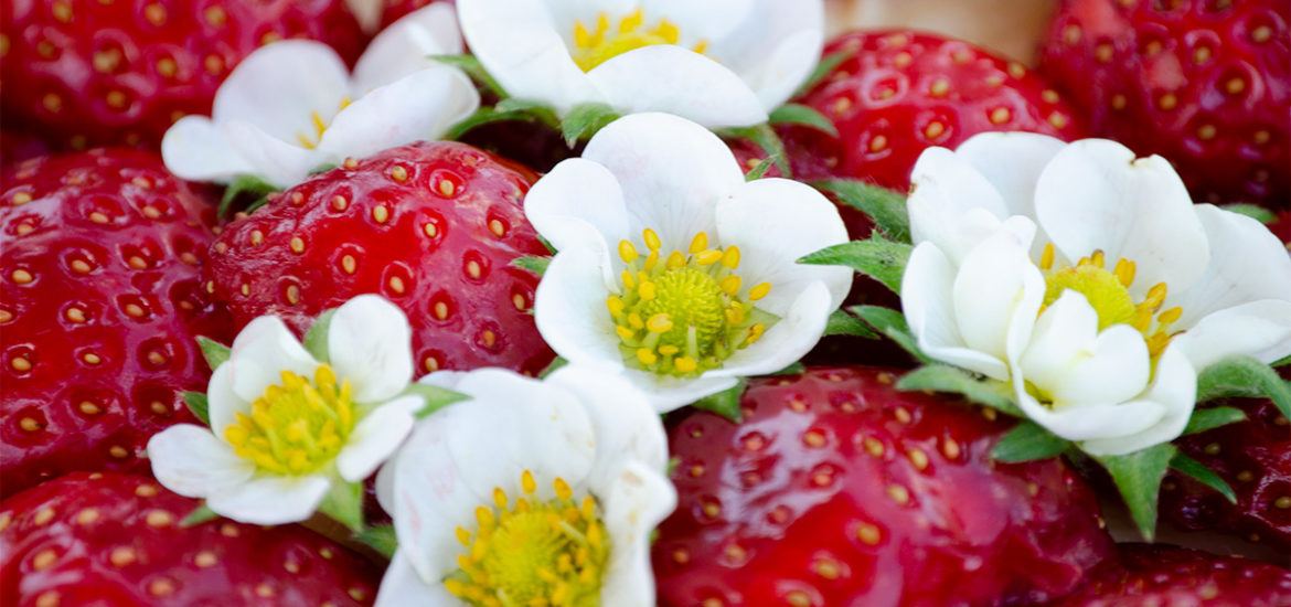 Erdbeerkuchen, essbare Blüten, Erdbeerblüte, backen, einfaches Rezept, Backrezept