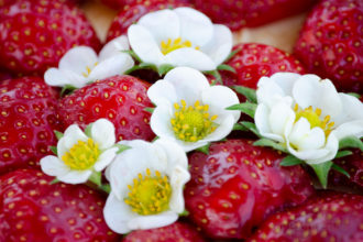 Erdbeerkuchen, essbare Blüten, Erdbeerblüte, backen, einfaches Rezept, Backrezept