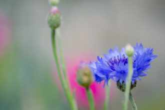 Garten, Blumen, schöner Garten, Gemüsegarten, Kornblume, essbare Blüten