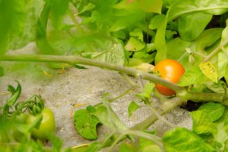 Gemüsegarten, Gemüse, Fruchfolge, Selbstversorger, Tomate, Golden Currant, Freilandtomate