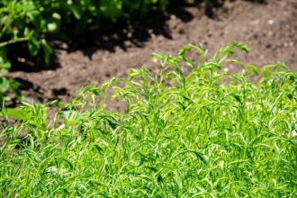 Gemüse, Gemüsegarten, Selbstversorger, Fruchfolge, Gründüngung, Beet, Gemüsebeet, Gartenerde, Blauer Leinen