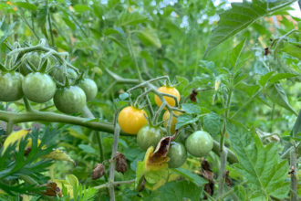 Gemüsegarten, Garten, Gemüse, Beet, Tomate, Wildtomate, Golden Currant