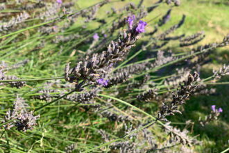 Lavendel, Lavendernte, Lavendel schneiden, Garten, Sommer, Kräuter trocknen, Lavendel trocknen