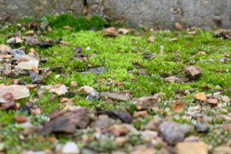 Gemüsegarten, Garten, Gartenweg, Wegedecke, naturnah, selber machen, diy
