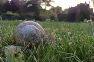 Weinbergschnecke, Schnecken, Nacktschnecke, Rote Wegschnecke, Bänderschnecken, bekämpfen, absammeln