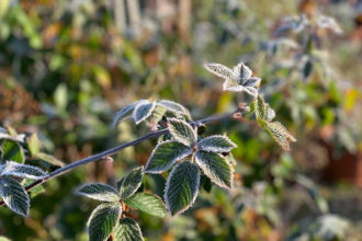 Garten, Gemüsegarten, Garten im Oktober, Gemüsegarten im Oktober, Raureif, erster Frost, Brombeere