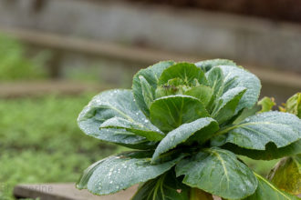 Weißkohl im Winterbeet mit Tau