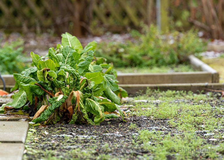 33+ Gemüsegarten Im Dezember, Aber es gibt eine sorte, die kaum