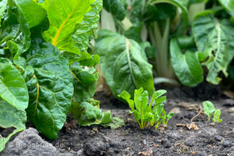 Gemüsegarten März und April