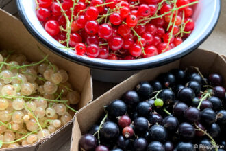 weiße, rote und schwarze Johhanisbeeren
