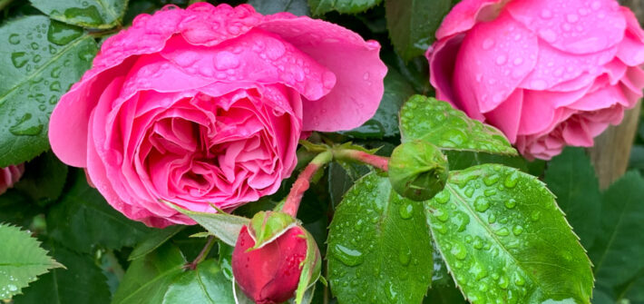 pink farbene Rose mit Regentropfen