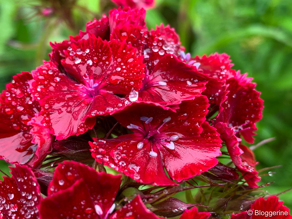 rote Blüten mit Regentropfen
