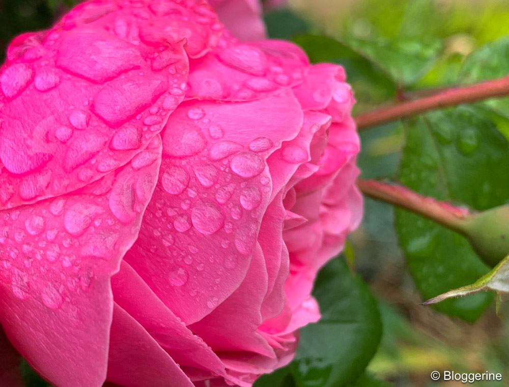 pinkfarbene Rosenblütenblätter mit Regentropfen