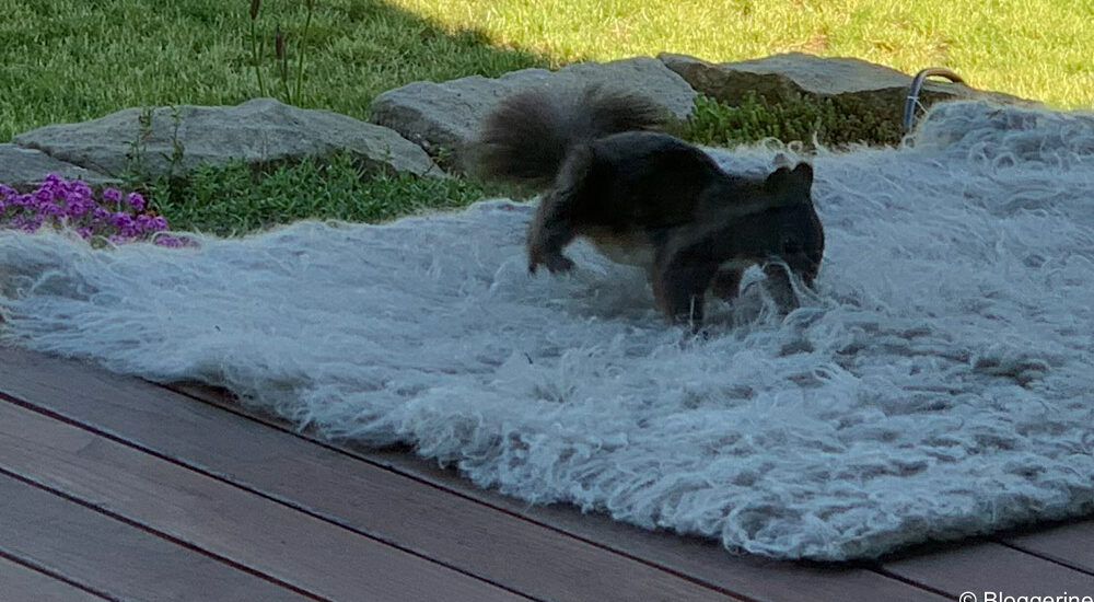 Eichhörnchen sammelt Flusen aus Teppich