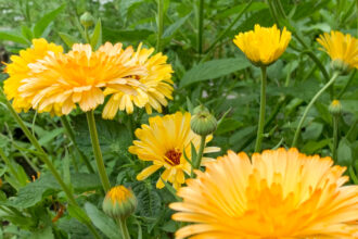 Ringelblumen im Gemüsegarten