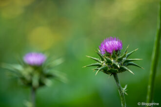 Blüten der Mariendistel