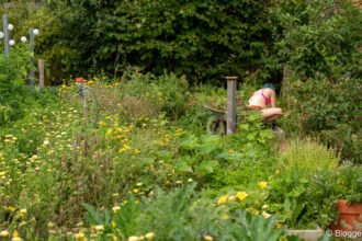 Gemüsegarten nach Wochen ohne Pflege