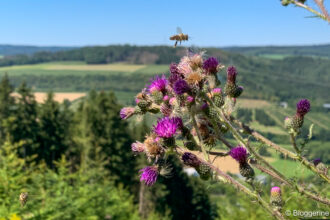 Diestel mit Bienen im Anflug