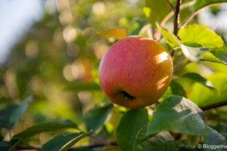 Apfel Goldparmäne