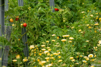 Ringelblumen im Gemüsebeet