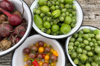 grüne und reife Tomaten, Zwiebeln