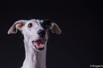 weißer Galgo vor schwarzem Hintergrund