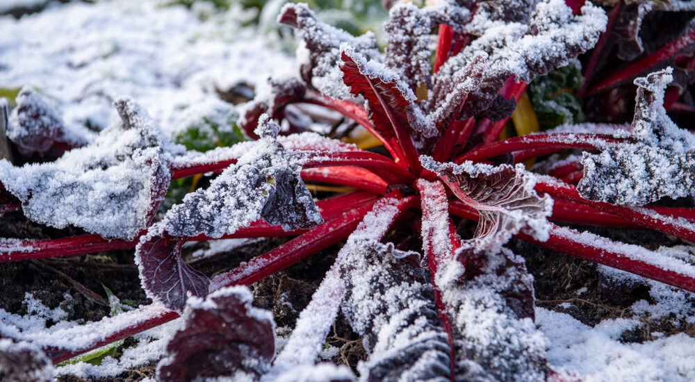 roter Mangold mit dünner Schneeschicht im Gemüsebeet