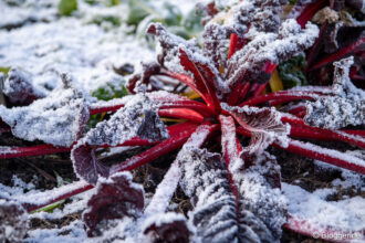 roter Mangold mit dünner Schneeschicht im Gemüsebeet