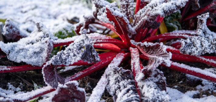 roter Mangold mit dünner Schneeschicht im Gemüsebeet