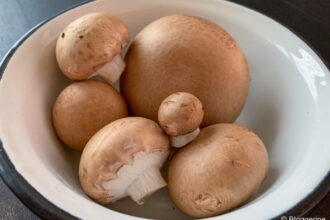 selbst gezüchtete Edelchampignons in einer Emailleschüssel